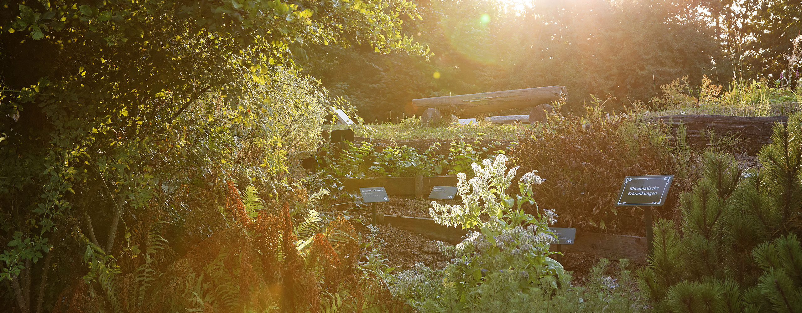 Hildegard von Bingen, Gesundheitszentrum, Aderlass, Massage, Fußreflexzonen, Ernährung, Dinkelbrot, Brotbacken, Kräutergarten