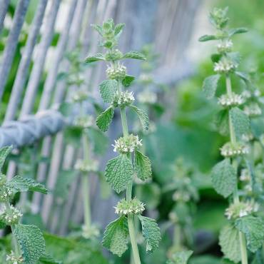 Hildegard von Bingen, Gesundheitszentrum, Aderlass, Massage, Fußreflexzonen, Ernährung, Dinkelbrot, Brotbacken, Kräutergarten
