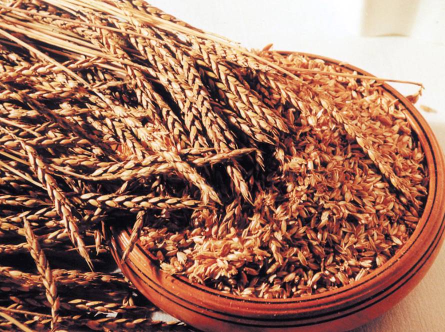 Hildegard von Bingen, Gesundheitszentrum, Aderlass, Massage, Fußreflexzonen, Ernährung, Dinkelbrot, Brotbacken, Kräutergarten