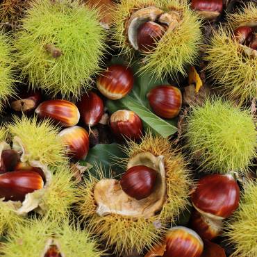 Hildegard von Bingen, Gesundheitszentrum, Aderlass, Massage, Fußreflexzonen, Ernährung, Dinkelbrot, Brotbacken, Kräutergarten