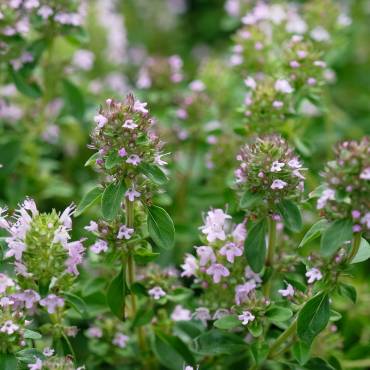 Hildegard von Bingen, Gesundheitszentrum, Aderlass, Massage, Fußreflexzonen, Ernährung, Dinkelbrot, Brotbacken, Kräutergarten