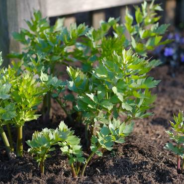 Hildegard von Bingen, Gesundheitszentrum, Aderlass, Massage, Fußreflexzonen, Ernährung, Dinkelbrot, Brotbacken, Kräutergarten