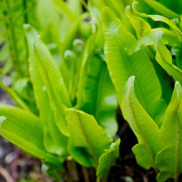 Hildegard von Bingen, Gesundheitszentrum, Aderlass, Massage, Fußreflexzonen, Ernährung, Dinkelbrot, Brotbacken, Kräutergarten