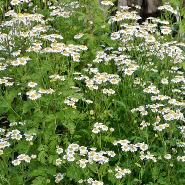 Hildegard von Bingen, Gesundheitszentrum, Aderlass, Massage, Fußreflexzonen, Ernährung, Dinkelbrot, Brotbacken, Kräutergarten
