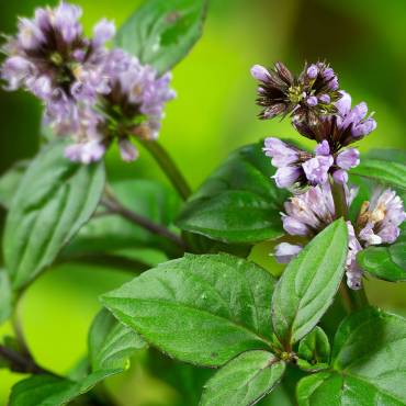 Hildegard von Bingen, Gesundheitszentrum, Aderlass, Massage, Fußreflexzonen, Ernährung, Dinkelbrot, Brotbacken, Kräutergarten